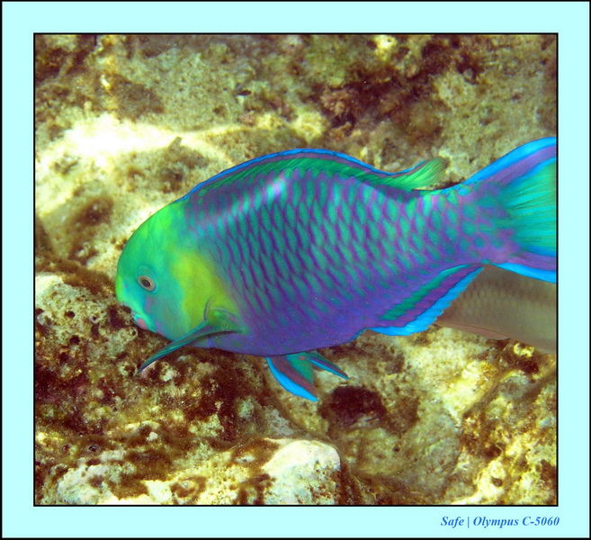 2005 - 08 - Redang  - 090.JPG